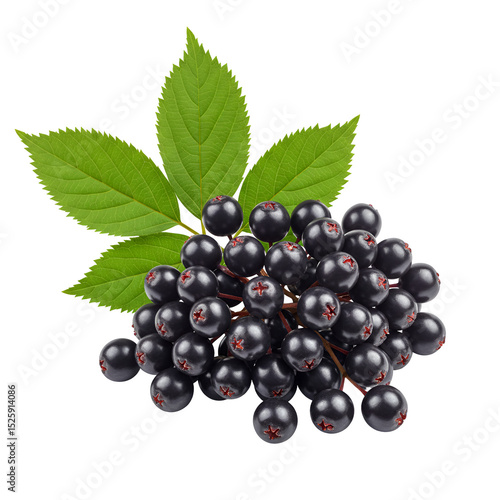 Elderberry Bunch with Leaves – Fresh Herbal Berries Isolated on White