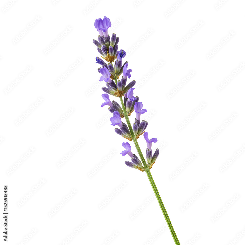 Naklejka premium Lavender Flower Stem – Herbal Bloom with Realistic Lighting on White