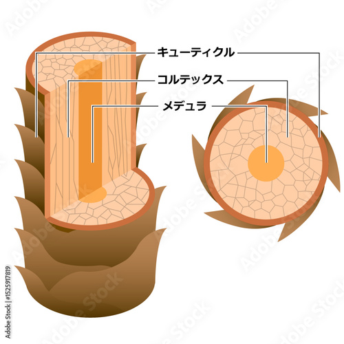 髪の毛の断面