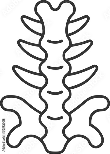 Human Spine vector icon 