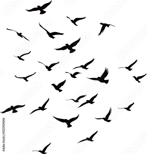 A dynamic flock of silhouetted birds in flight across a white background.