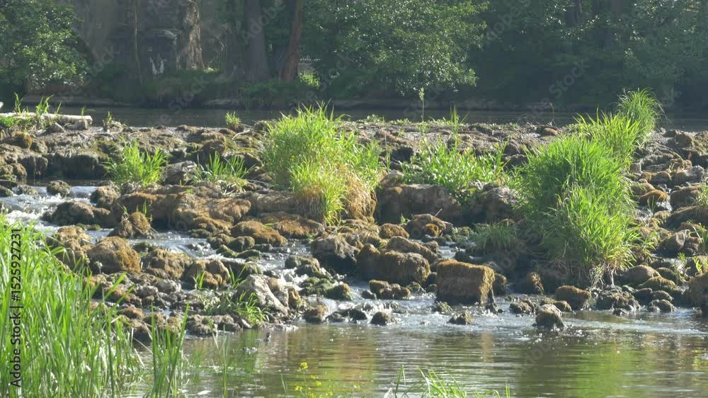 Beautiful Stream Flowing Admidst Moss Covered Rocks and Tall Grass Beautiful Stream Flowing Admidst Moss Covered Rocks and Tall Grass