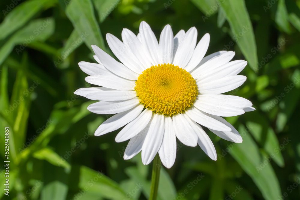 Close-up of a chamomile flower in nature. One natural chamomile flower. Close-up of a chamomile flower in nature. One natural chamomile flower.