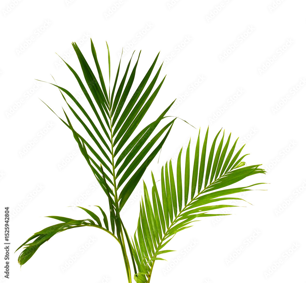Palm leaves The green leaves of palm trees rests on white background. Palm leaves The green leaves of palm trees rests on white background.
