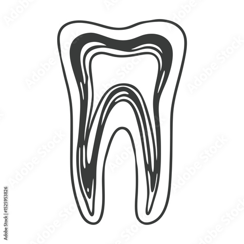 Illustration of a single molar tooth with visible internal structure in black and white outline style