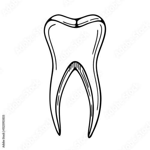 Illustration of a single molar tooth with two roots outlined in black on a white background drawing style