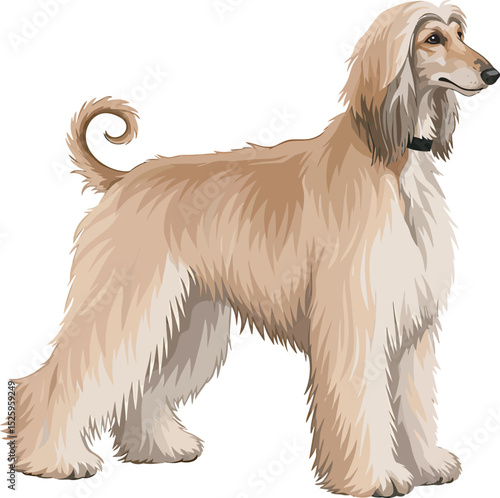 Afghan Hound Dog Vector and Illustration white color background