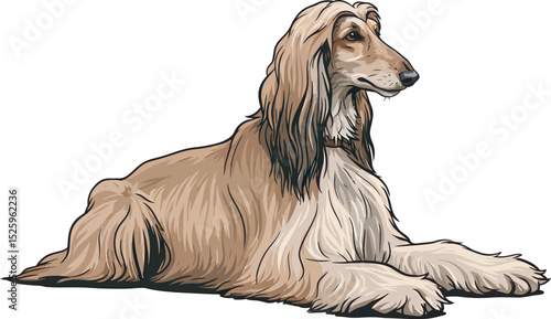 Afghan Hound Dog Vector and Illustration white color background