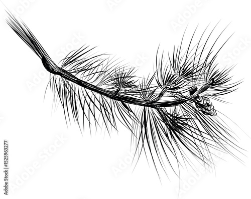 Pine branch with cone hand drawn sketch vector