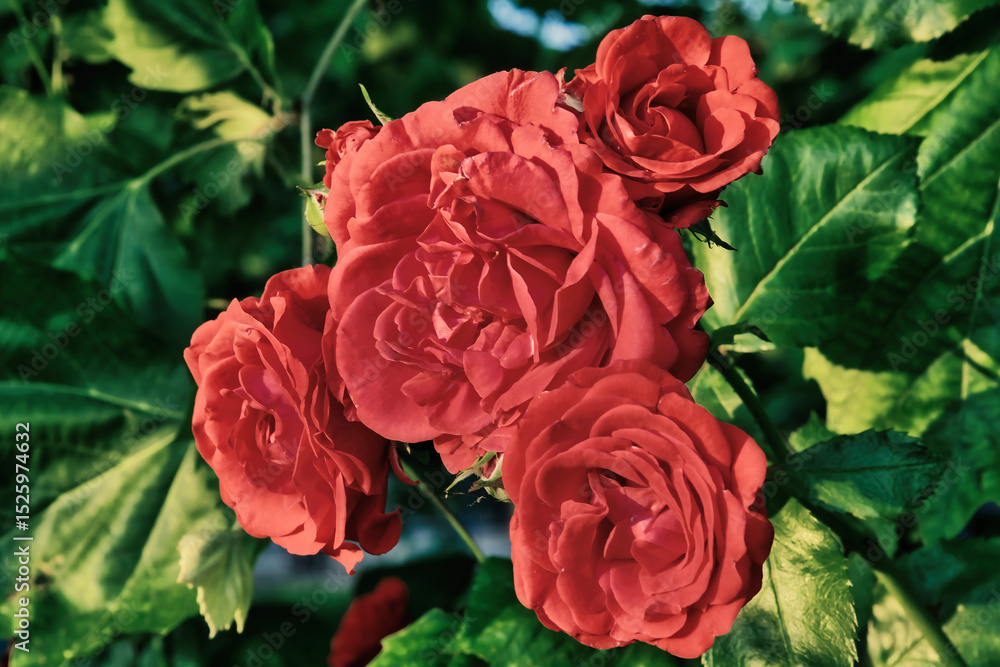 Obraz premium Yellow Flowers Red Roses in the Garden Nature Romance Closeup Blossom Summer 