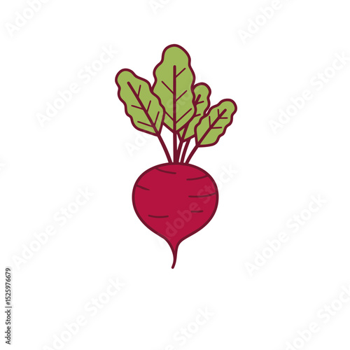 Red beetroot vector illustration with green tops. Types of vegetables. Vegan, vegetarian and raw food ingredients. Salads and agriculture
