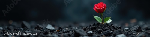 A vibrant red rose emerging from a pile of dark ashes, showing resilience , contrast, ashes to ashes