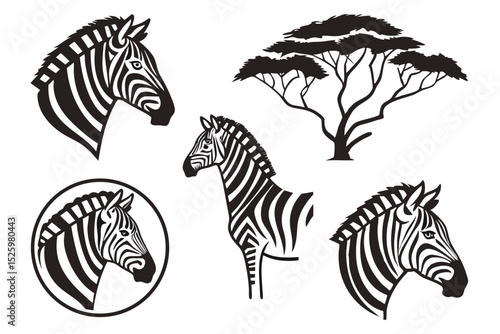 zebra vector illustration