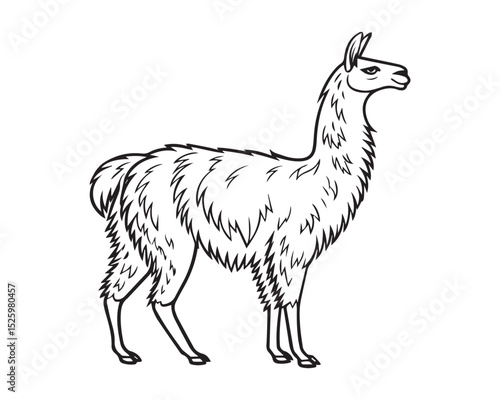 A black and white line drawing of a full llama in profile view isolated on transparent background, PNG
