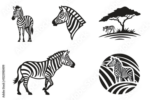 zebra