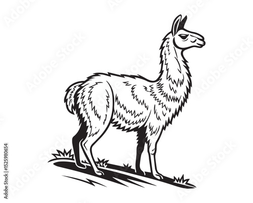 A black and white line drawing of a full llama in profile view isolated on transparent background, PNG
