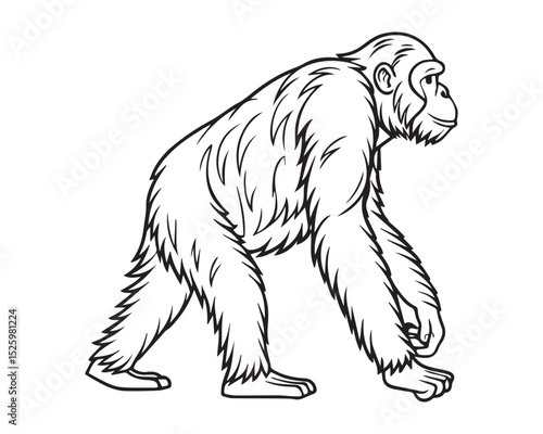 A black and white line drawing of a full orangutan in profile view isolated on transparent background, PNG

