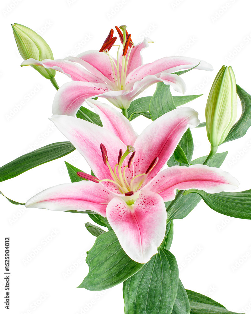 Naklejka premium Japanese lily, Pink lily flowers, Lilium speciosum isolated on white background, with clipping path 