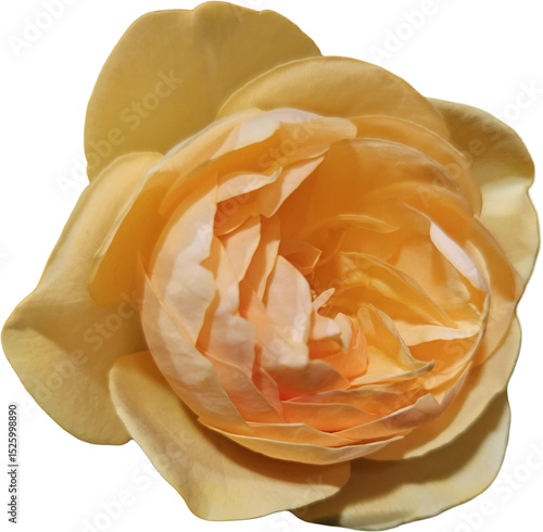 Yellow rose isolated on transparent background