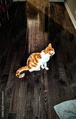 cat chilling on wood floors