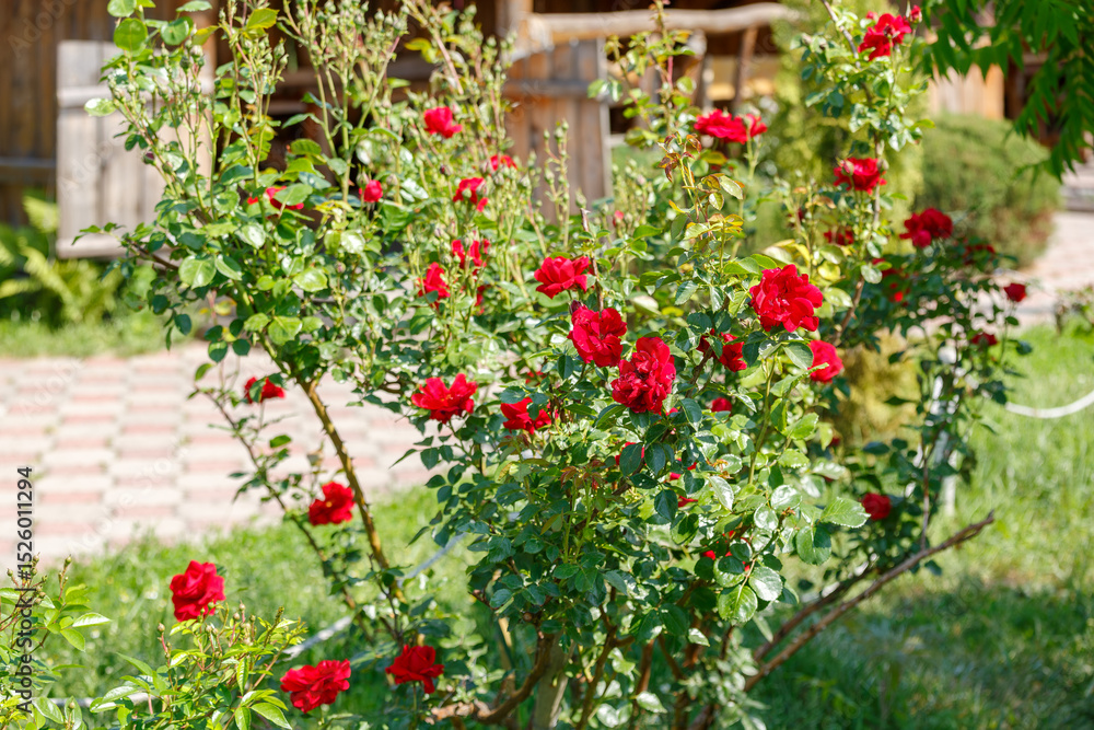 Naklejka premium Red rose bushes blooming in public park