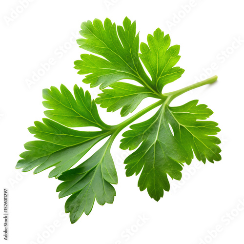 Parsley leaf isolated on transparent background
