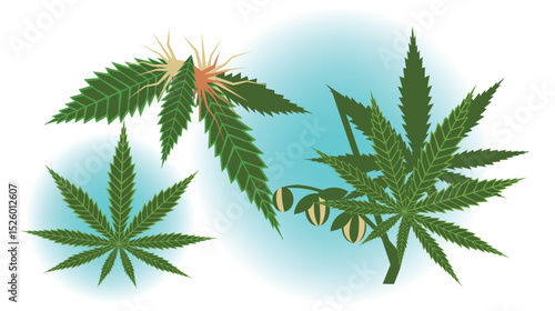 Cannabis Plant