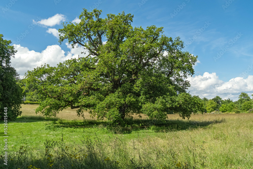Chêne majestueux au cœur de la nature Chêne majestueux au cœur de la nature