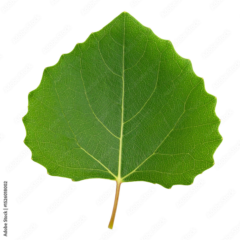 Naklejka premium Aspen tree leaf with transparent background