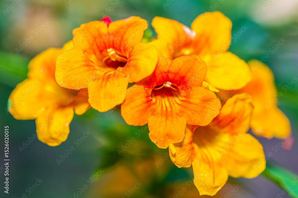 Obraz premium A flowering cactus in Tucson, Arizona