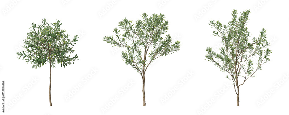 Cut out olive plants collection on transparent backgrounds. High quality 3d rendering. png format Cut out olive plants collection on transparent backgrounds. High quality 3d rendering. png format