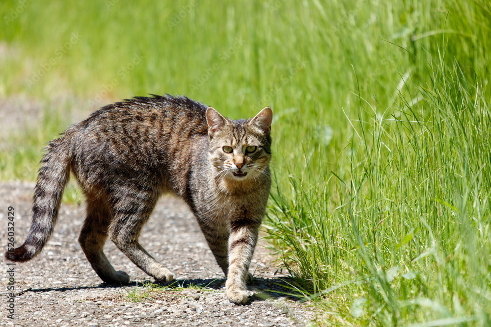 Naklejka premium A cat is walking on a road and looking at the camera