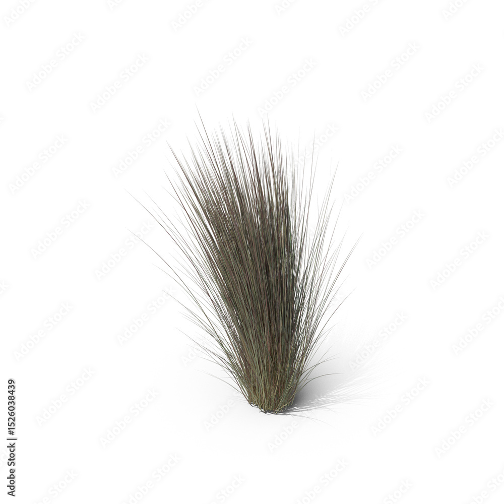 Fototapeta premium Ornamental Grass Tuft Isolated on Transparent Background