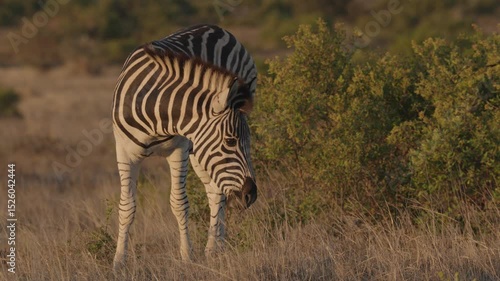 4K 30fps footage of a plains zebra (Equus quagga) grazing peacefully on grass in Addo Elephant National Park, Eastern Cape, South Africa. Perfect for wildlife, nature, and safari projects.