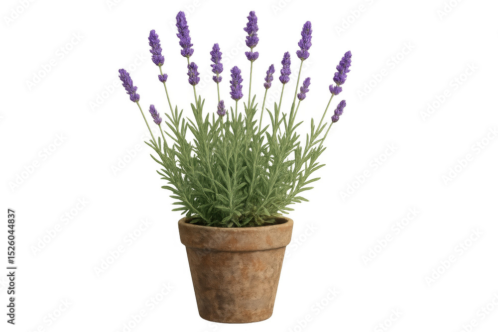 Obraz premium Lavender blooming in terracotta planter, purple blossoms against transparent backdrop