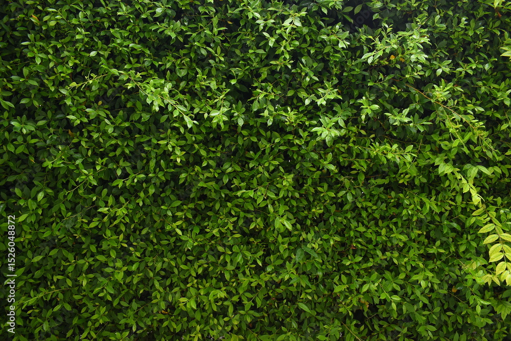 Obraz premium green leaf fence in the garden, natural background in springtime