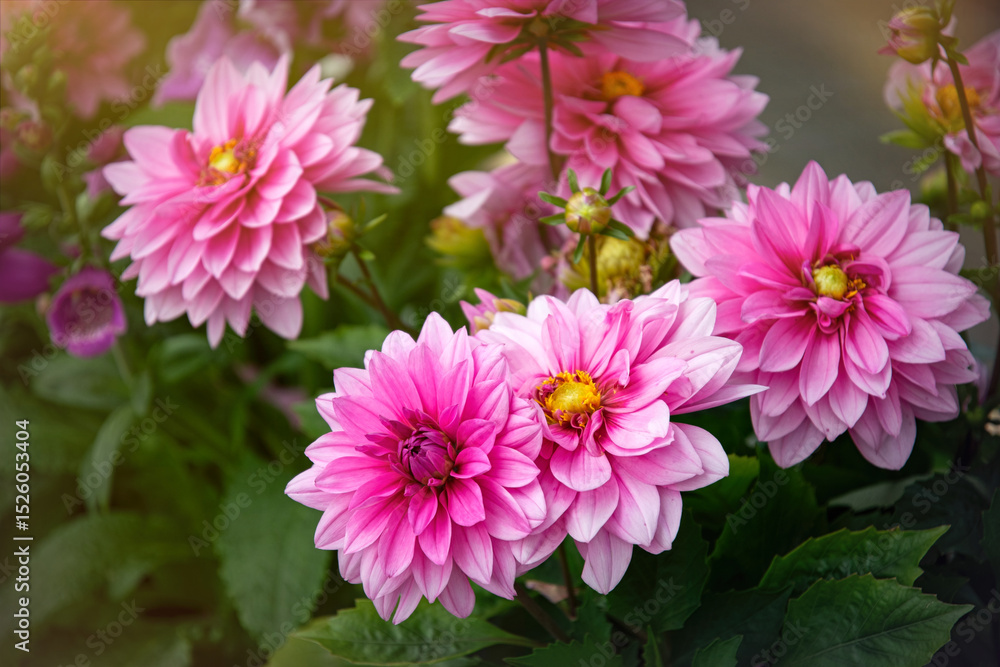 Beautiful pink dahlia flowers in the summer garden Beautiful pink dahlia flowers in the summer garden