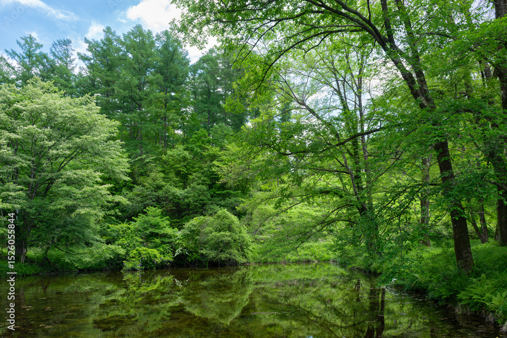 Fototapeta premium 新緑に包まれる癒しの森
