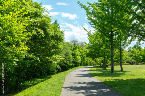 Fototapeta Naklejka Na Ścianę i Meble -  緑のある公園の遊歩道