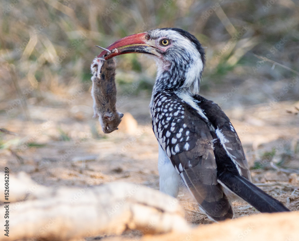 Obraz premium Southern red-billed Hornbill with prey
