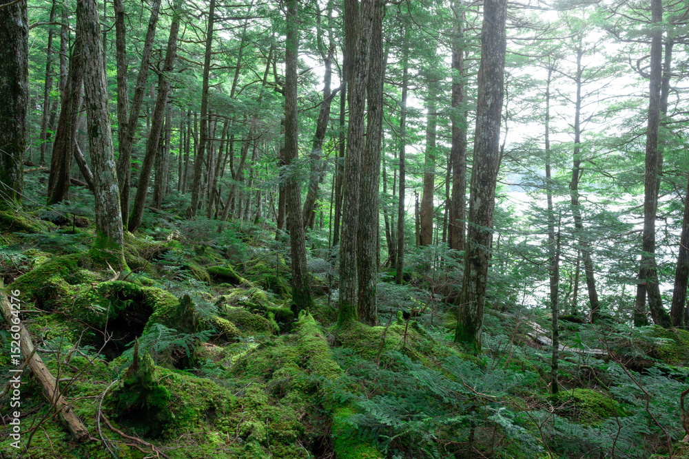 Obraz premium 深い森の中、苔の森