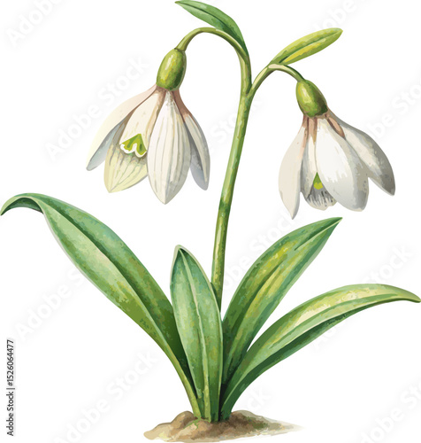 Snowdrop Flower Vector Classic Illustration