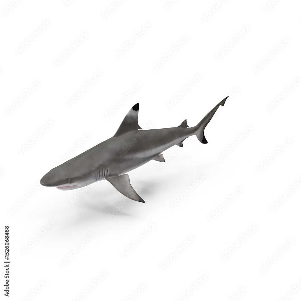 Fototapeta premium Realistic Shark Model Isolated on Transparent Background