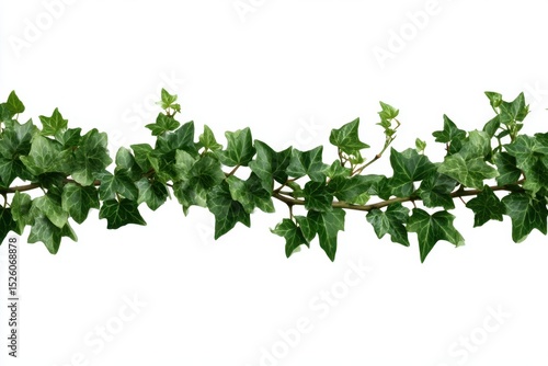 Green ivy leaves horizontal border background