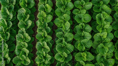 Large group of green plants with large, oval-shaped leaves. the plants are arranged in a grid-like pattern, with each plant having a unique shape and size.