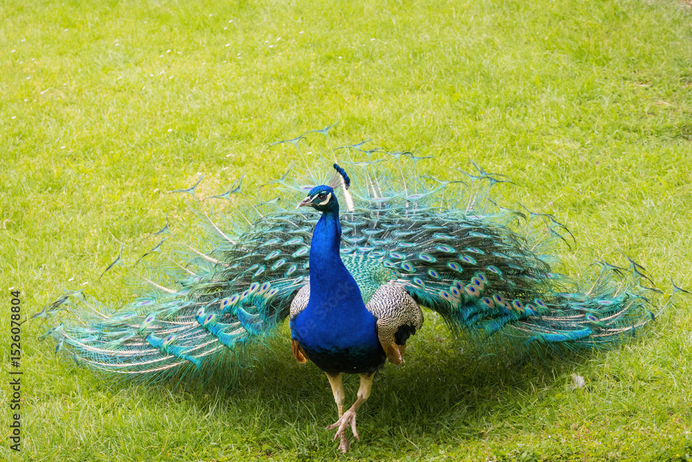 Fototapeta premium Peacock with fanned tail