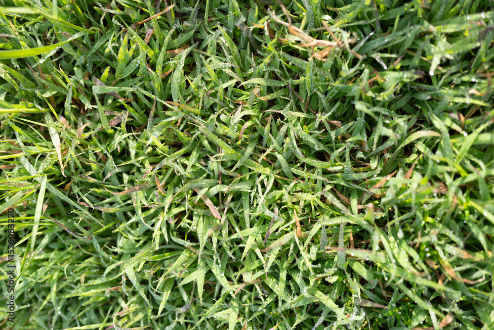 Vibrant green grass covered with clear droplets of dew, illuminated by early morning sunlight, capturing the freshness, purity, and tranquil beauty typical of serene mornings in nature's embrace. Vibrant green grass covered with clear droplets of dew, illuminated by early morning sunlight, capturing the freshness, purity, and tranquil beauty typical of serene mornings in nature's embrace.