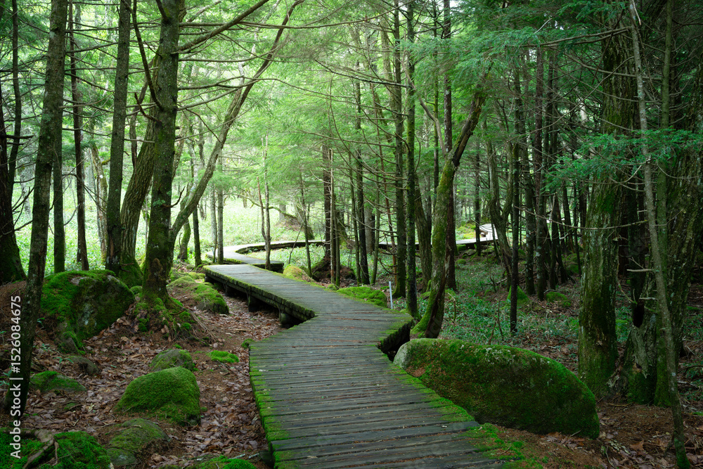 Fototapeta premium 森へ続く遊歩道