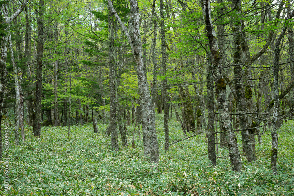 Fototapeta premium 初夏のカラマツ林