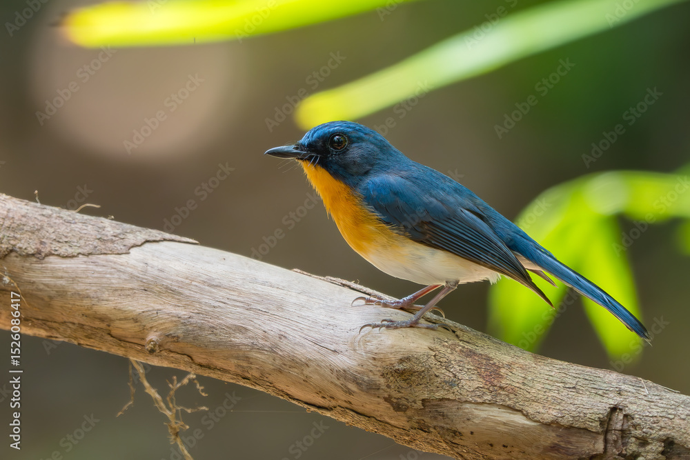 Fototapeta premium Hill Blue Flycatcher - Cyornis whitei, beautiful colored perching bird from Asian forest and woodlands, Vietnam.